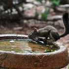 Eastern Grey Squirrel