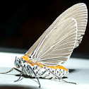 Snouted Tiger Moth