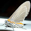 Snouted Tiger Moth