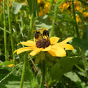 Bumblebee
