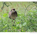 Indian Thick-knee