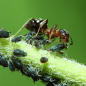 Ant and aphids