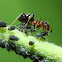 Ant and aphids