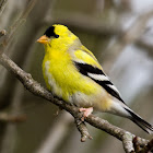 American Goldfinch