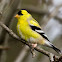 American Goldfinch
