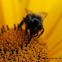 Red-tailed Bumblebee