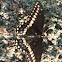 Black swallowtail