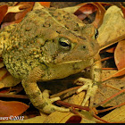 Fowler's Toad