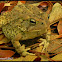 Fowler's Toad