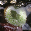 Anemone