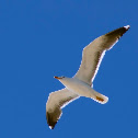 European Herring Gull / Gaivota argêntea