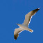 European Herring Gull / Gaivota argêntea