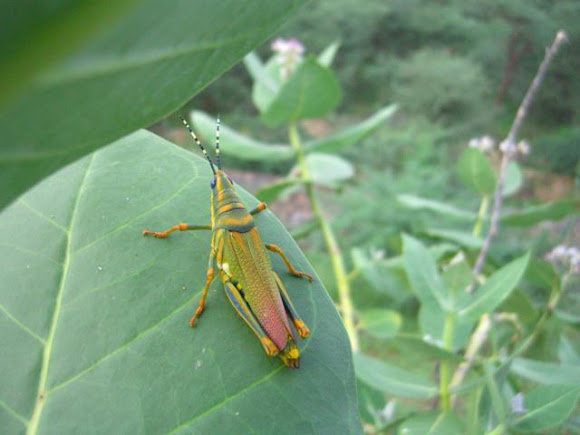 Spotting Image 1