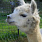 Alpaca