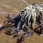 Feather Starfish