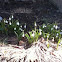 Snow drops