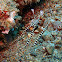 Banded pipefish