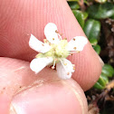 Three-toothed cinquefoil