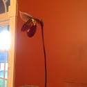 "Raisin pie" slipper orchid
