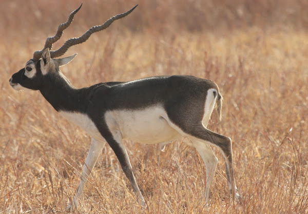 Wild Animals Gazelle India 2015 MNH Black Buck 3rd Indo Africa Summit 