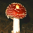 Have you seen this fungus? (Britain only)