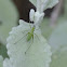 Katydid nymph