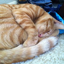 American Shorthair 