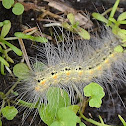 Fall webworm