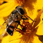 Syrphid fly