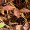 Lowbush Blueberry
