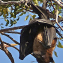 Indian Flying-fox