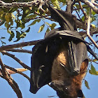 Indian Flying-fox