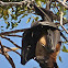 Indian Flying-fox