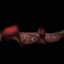 Persian carpet flatworm