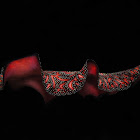 Persian carpet flatworm