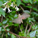 White-lined Sphinx Moth