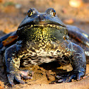 American Bullfrog