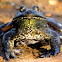 American Bullfrog