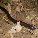 Millipede