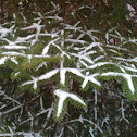 Spruce Tree