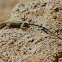 Banded rock lizard