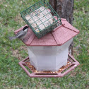 Carolina Chickadee