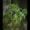 Climbing Fern