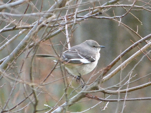Spotting Image 1
