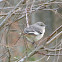 Northern mockingbird