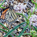 Monarch Butterfly