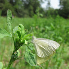 Small White