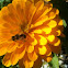 Honey Bee