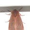 Ruby Tiger Moth