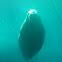 Walrus